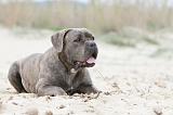 CANE CORSO 541